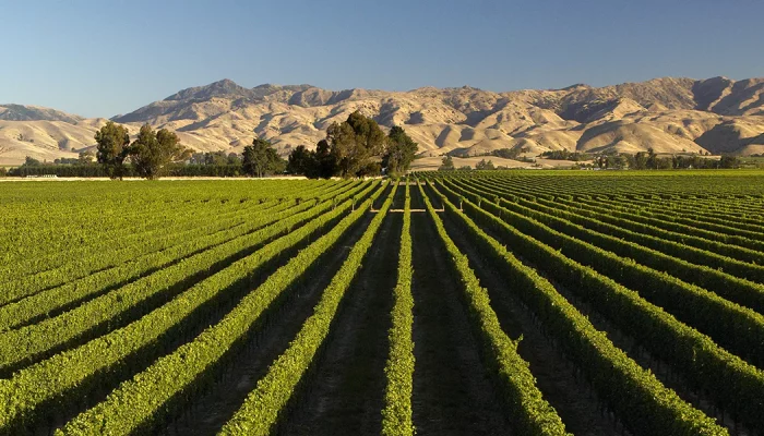 WAIRAU_VALLEY_CREDIT_MARLBOROUGHNZ_1600X600_d2457cdd-59f7-47a5-8b04-db769a7d95bf_2048x.jpg